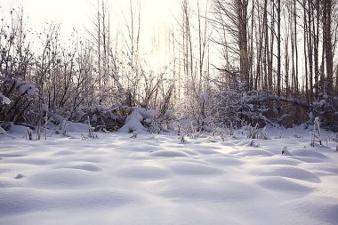 Kış orman manzarası karla kaplı, Aralık noeli doğa beyaz arka plan