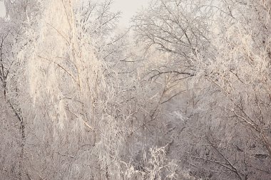 Toprak zemini ile kaplanmış dallar, soyut manzara kar, kış soğuğu.