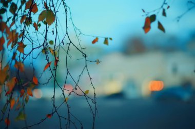 Sonbahar akşamı dalları kasvetli arka plan, soyut mevsimsel kavram hüznü vurgular