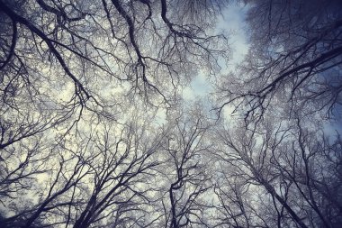 Toprak zemini ile kaplanmış dallar, soyut manzara kar, kış soğuğu.