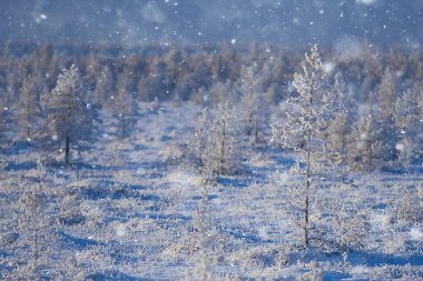 Kış orman manzarası karla kaplı, Aralık noeli doğa beyaz arka plan