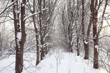 Kış orman manzarası karla kaplı, Aralık noeli doğa beyaz arka plan