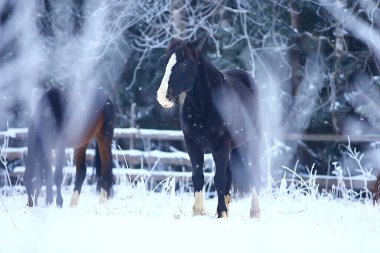 Kış tarlalarındaki atlar kışın donarak, çiftlikte noel tatilleri...