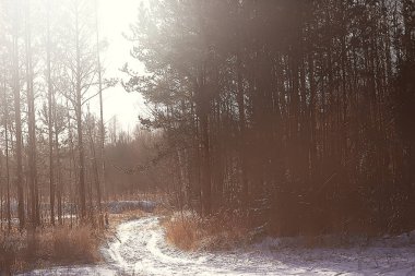 Kış orman manzarası karla kaplı, Aralık noeli doğa beyaz arka plan