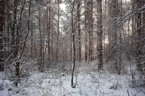 Zimowy Las Krajobraz Pokryty Śniegiem Grudzień Boże Narodzenie Natura Białe — Zdjęcie stockowe