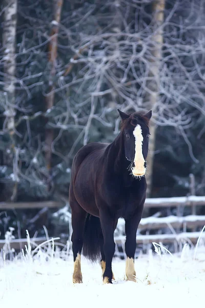 Cavalli Inverno Campo Hoarfrost Paesaggio Vacanze Natale Ranch — Foto Stock