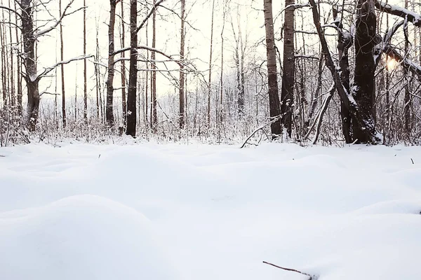 Vinter Skog Landskap Täckt Med Snö December Jul Natur Vit — Stockfoto