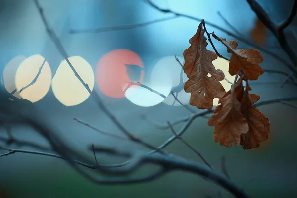 Abendlichter Verschwommenen Hintergrund Bokeh Herbst Abstrakte Stadt Hintergrund Herbst — Stockfoto