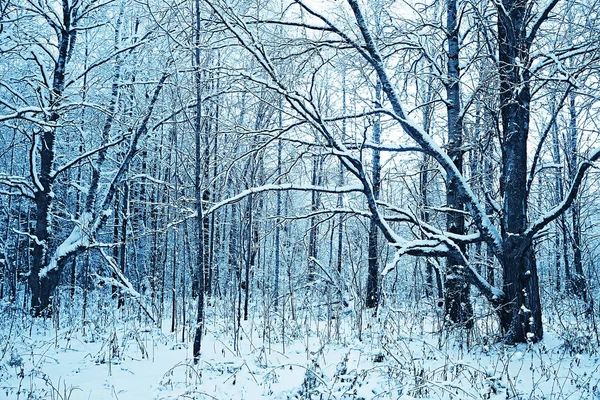 Inverno Foresta Paesaggio Coperto Neve Dicembre Natale Natura Bianco Sfondo — Foto Stock