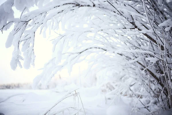 Ramas Cubiertas Con Fondo Escarcha Paisaje Abstracto Nieve Invierno Naturaleza —  Fotos de Stock