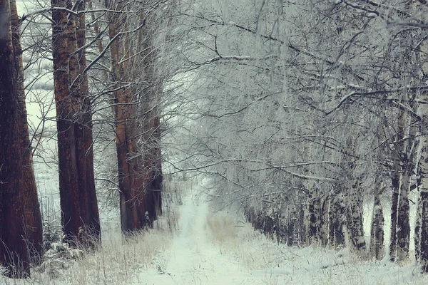 Winter Bos Landschap Bedekt Met Sneeuw December Kerst Natuur Witte — Stockfoto