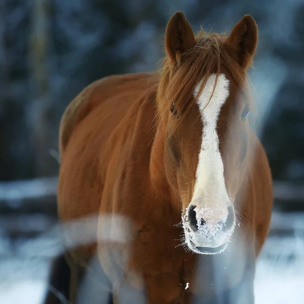 Horses Winter Field Hoarfrost Landscape Christmas Holidays Ranch — Stock Photo, Image