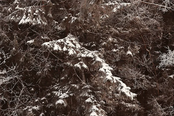 Branches Couvertes Givre Paysage Abstrait Neige Hiver Nature Givre — Photo