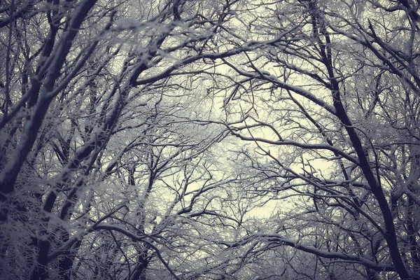 霜の背景 抽象的な風景雪の冬の自然霜で覆われた枝 — ストック写真