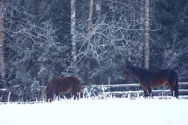 Pferde Winterfeld Raureif Landschaft Weihnachtsurlaub Auf Der Ranch — Stockfoto