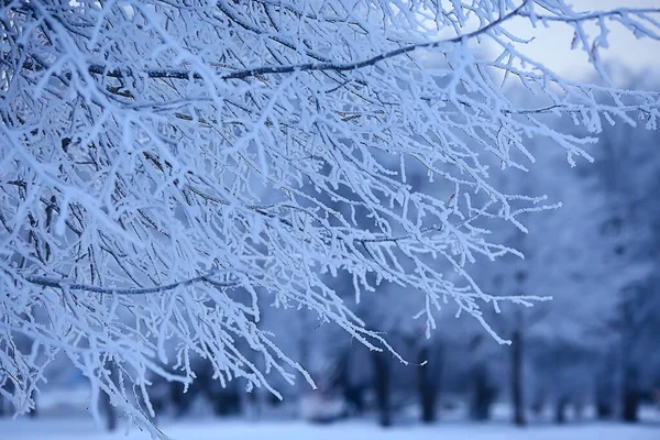 Branches Couvertes Givre Paysage Abstrait Neige Hiver Nature Givre — Photo