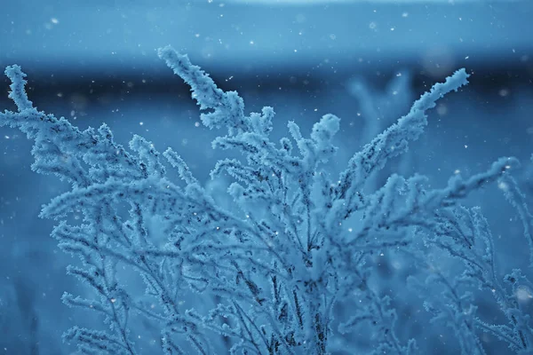 Inverno Foresta Paesaggio Coperto Neve Dicembre Natale Natura Bianco Sfondo — Foto Stock