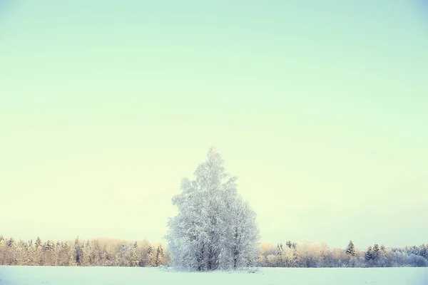 Landschap Winterbos Seizoensgebonden Prachtig Uitzicht Besneeuwd Bos December Natuur — Stockfoto