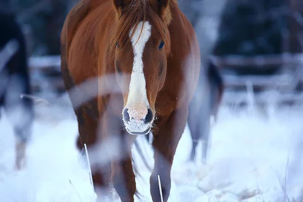 Chevaux Hiver Champ Givre Paysage Vacances Noël Ranch — Photo