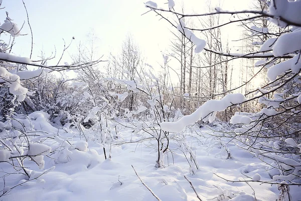 Hiver Forêt Paysage Couvert Neige Décembre Noël Nature Blanc Fond — Photo