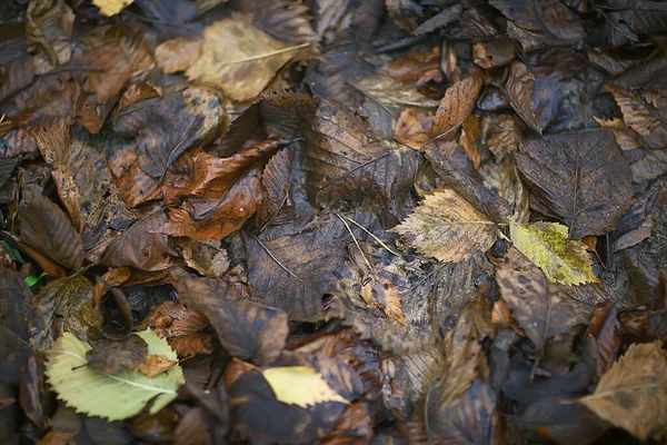 Hojas Caídas Fondo Abstracto Otoño Fondo Pantalla Octubre —  Fotos de Stock