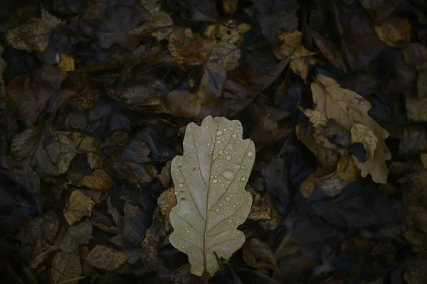 Fallna Blad Bakgrund Abstrakt Höst Oktober Tapet — Stockfoto