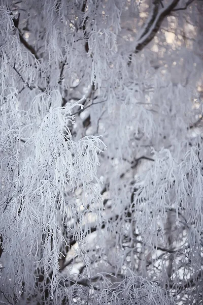 霜の背景 抽象的な風景雪の冬の自然霜で覆われた枝 — ストック写真