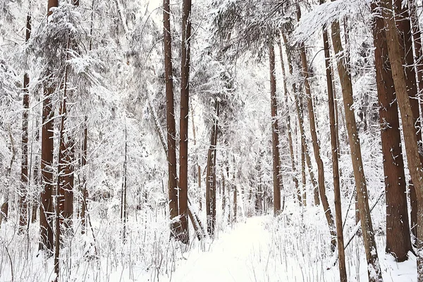 Inverno Foresta Paesaggio Coperto Neve Dicembre Natale Natura Bianco Sfondo — Foto Stock