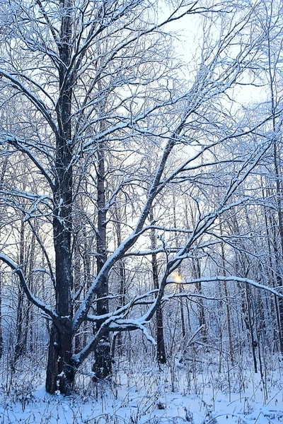 Inverno Paisagem Florestal Coberta Neve Dezembro Natal Natureza Fundo Branco — Fotografia de Stock