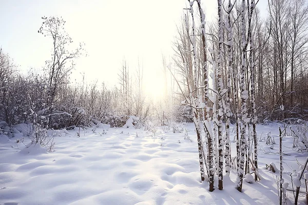 冬の森雪の森の四季折々の美しい景色12月の自然 — ストック写真