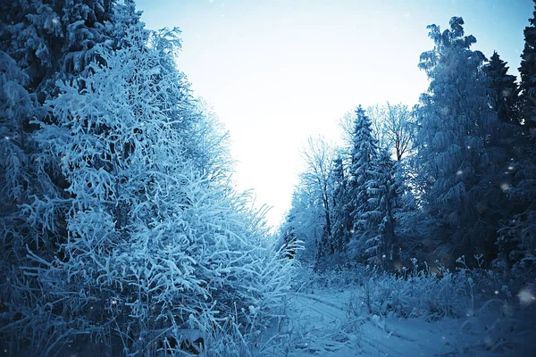 Inverno Paisagem Florestal Coberta Neve Dezembro Natal Natureza Fundo Branco — Fotografia de Stock