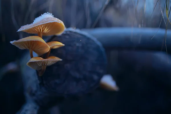 Funghi Nella Neve Vista Invernale Paesaggio Nel Bosco Dicembre — Foto Stock