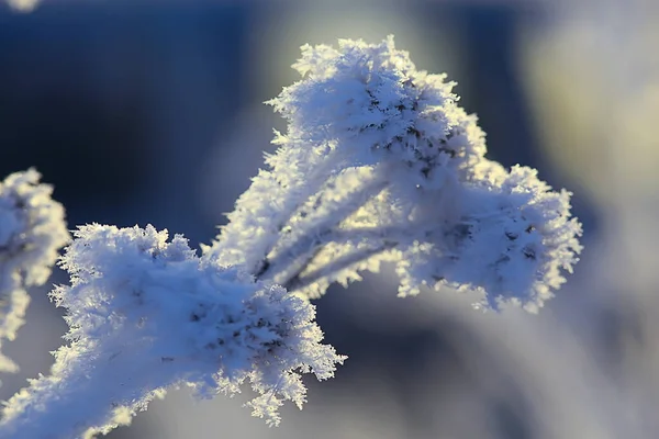 分枝覆盖着霜冻背景 抽象景观积雪冬季自然霜冻 — 图库照片