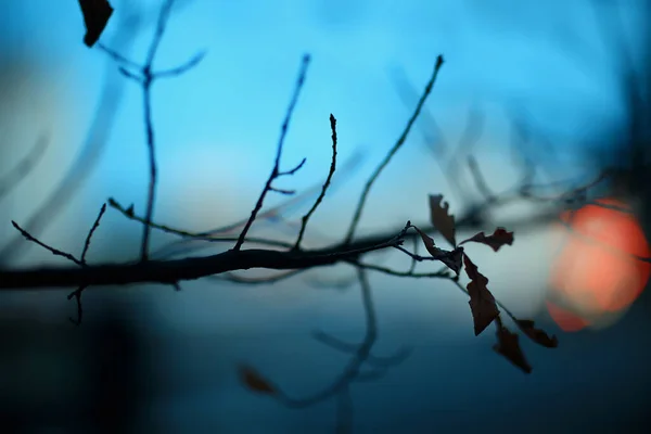 Zweige Ohne Blätter Abendherbst Abstrakte Saisonale Hintergrund Traurigkeit — Stockfoto