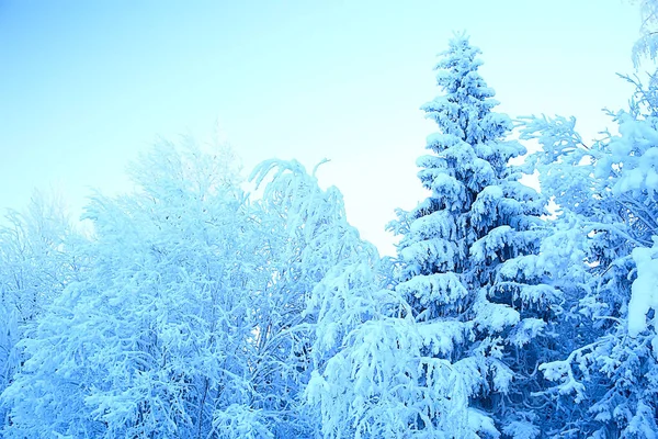 Invierno Bosque Paisaje Cubierto Nieve Diciembre Navidad Naturaleza Fondo Blanco —  Fotos de Stock