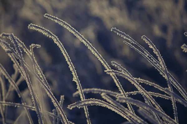 分枝覆盖着霜冻背景 抽象景观积雪冬季自然霜冻 — 图库照片