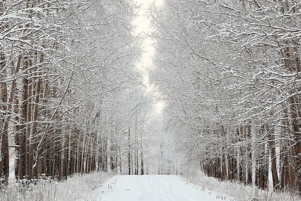 Grenar Täckta Med Hes Bakgrund Abstrakt Landskap Snö Vinter Natur — Stockfoto