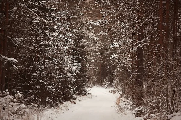 Paesaggio Foresta Invernale Bella Vista Stagionale Nella Foresta Innevata Dicembre — Foto Stock