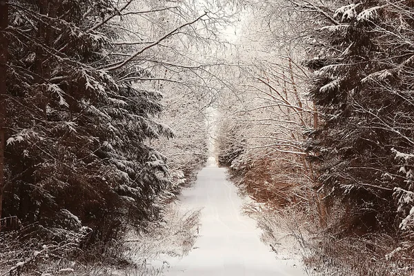 Paesaggio Foresta Invernale Bella Vista Stagionale Nella Foresta Innevata Dicembre — Foto Stock