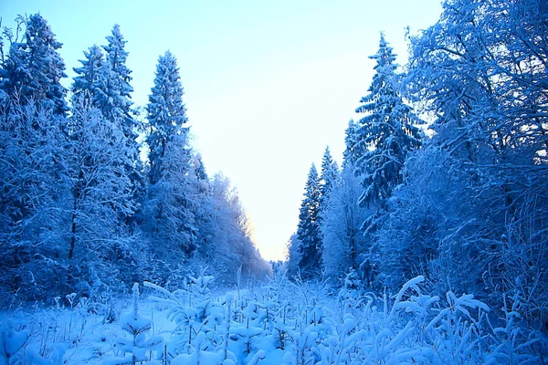 雪に覆われた冬の森の風景12月のクリスマス自然白い背景 — ストック写真