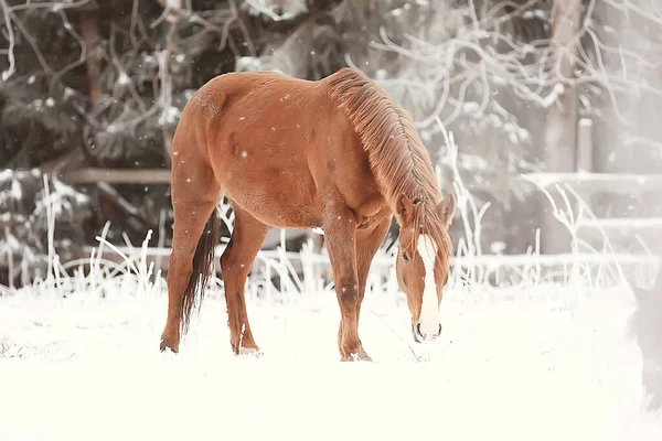 冬の野外での馬霜の風景 牧場でのクリスマス休暇 — ストック写真