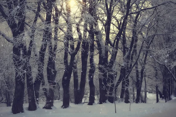 Invierno Bosque Paisaje Cubierto Nieve Diciembre Navidad Naturaleza Fondo Blanco — Foto de Stock