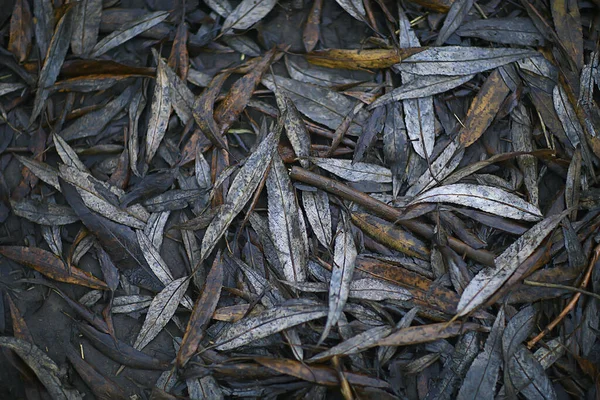 Fallna Blad Bakgrund Abstrakt Höst Oktober Tapet — Stockfoto