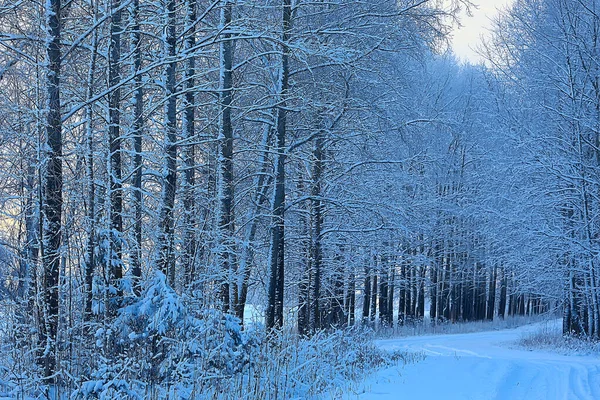 Hiver Forêt Paysage Couvert Neige Décembre Noël Nature Blanc Fond — Photo
