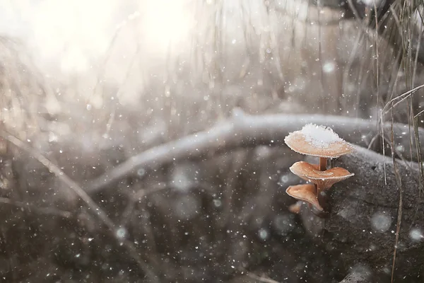 mushrooms in the snow, winter view, landscape in december forest