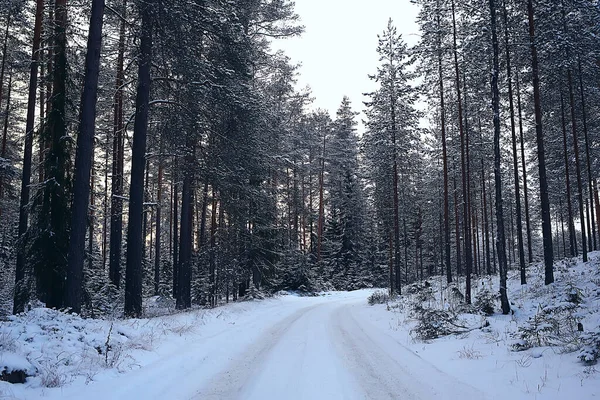 冬季森林景观覆盖着雪 12月的圣诞节自然是白色的背景 — 图库照片