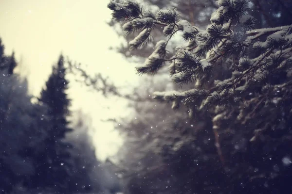 冬の森雪の森の四季折々の美しい景色12月の自然 — ストック写真