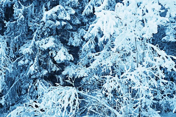 Invierno Bosque Paisaje Cubierto Nieve Diciembre Navidad Naturaleza Fondo Blanco —  Fotos de Stock