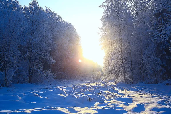 Inverno Paisagem Florestal Coberta Neve Dezembro Natal Natureza Fundo Branco — Fotografia de Stock