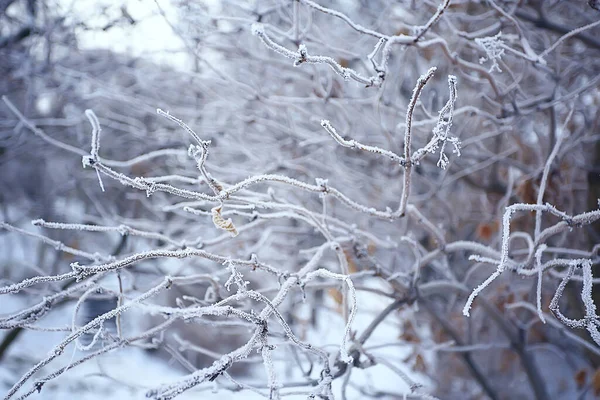 Branches Couvertes Givre Paysage Abstrait Neige Hiver Nature Givre — Photo